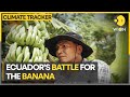 Climate change tests Ecuador’s banana industry | WION Climate Tracker