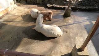 動物園 和歌山城 2025年元日