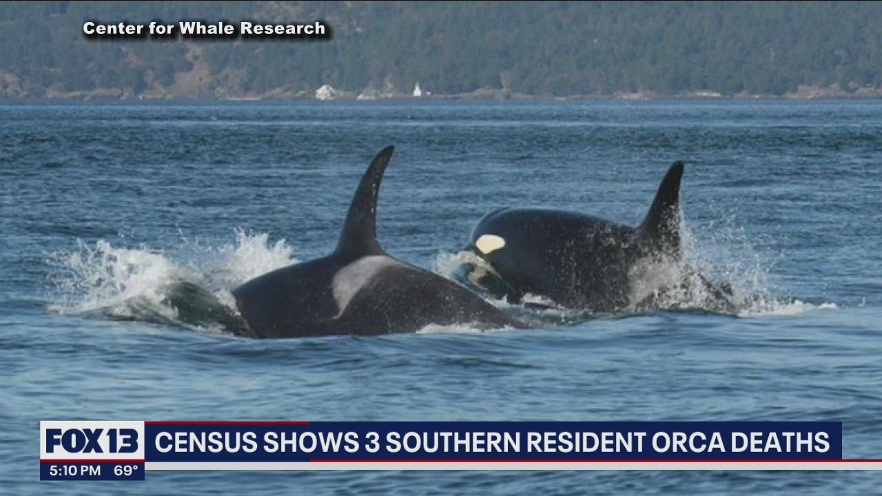 Census Shows 3 Recent Orca Deaths, Endangered Population Now Sits At 73 ...