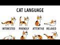 HOW TO UNDERSTAND YOUR CAT BETTER HOW TO UNDERSTAND YOUR CAT BETTER