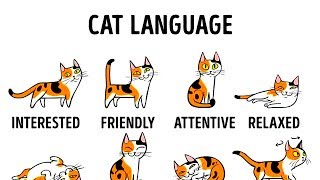 HOW TO UNDERSTAND YOUR CAT BETTER