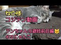 【ねこ】テンちゃんの避妊手術前日編🐱 23にゃんこ