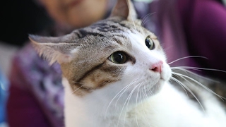 Singapore's Largest Cat Contest 2017