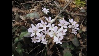 花の山旅（角田山）