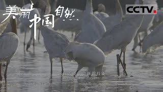 【ENG】鸟类幼崽觅食被截胡只能找妈妈？白鹤妈妈竟这样做！《美丽中国自然》江西鄱阳湖系列【CCTV纪录】