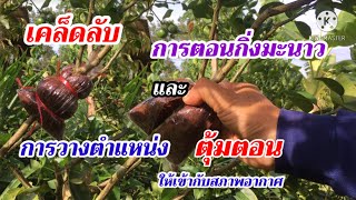 Ep132การตอนกิ่งมะนาวและการวางตุ้มตอนให้เข้ากับสภาวะอากาศ