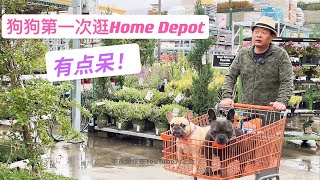 狗狗第一次逛Home Depot，激动哭了！