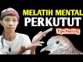 CARA MELATIH MENTAL PERKUTUT LOKAL SUPAYA GACOR MANGGUNG DAN RAJIN BUNYI.