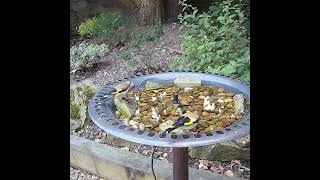 Goldfinch birds drinking from the garden bird bath, so beautiful!