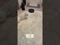 【理想と現実】お掃除ロボットと子犬チビションcleaning robot vs. puppy bichon frise ideal and reality 子犬 ビションフリーゼ お掃除ロボット