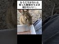 もう餌がないと悟った瞬間のうさぎが超かわいい！