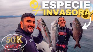 ✅PESCA SUBMARINA😱ESPECIES INVASORAS [ESPECIAL 50.000 KONGRIAKERS]