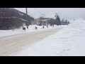 only in canada herd of deer obeys stop sign