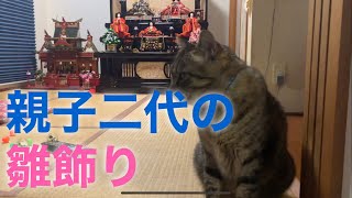 【キジトラ猫】ヒロシです。俺は昭和なんて昔は知らないぜぃ #キジトラ #ひな祭り #雛人形