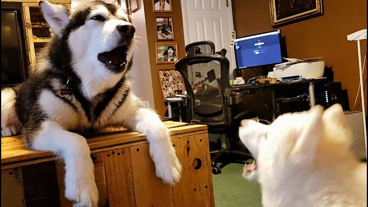 FAIL! Teaching Husky Puppy To Howl...............lol - YouTube