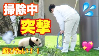 あーー！！ おちちゃった！！ 転がり落ちて、掃除中の飼育員さんへ突撃！！ ダッシュ！！ #結浜 #アドベンチャーワールド