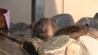 カピバラ　（いしかわ動物園篇）ここにも打たせ湯スターが！