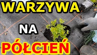 Warzywa do Półcienia - Jakie warzywa na STANOWISKO PÓŁCIENISTE ? | Zaplanuj Warzywnik