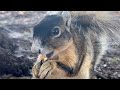 Princess Zorra - April 4 2024 (Sherman's Fox Squirrel Vlog #26)