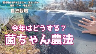 掘り残した#シルクスイート は土中で厳冬期を越えられるのか？・今年は#菌ちゃん農法 の畝をどうするか、率直な意見を述べながら【夏野菜の片付け③】