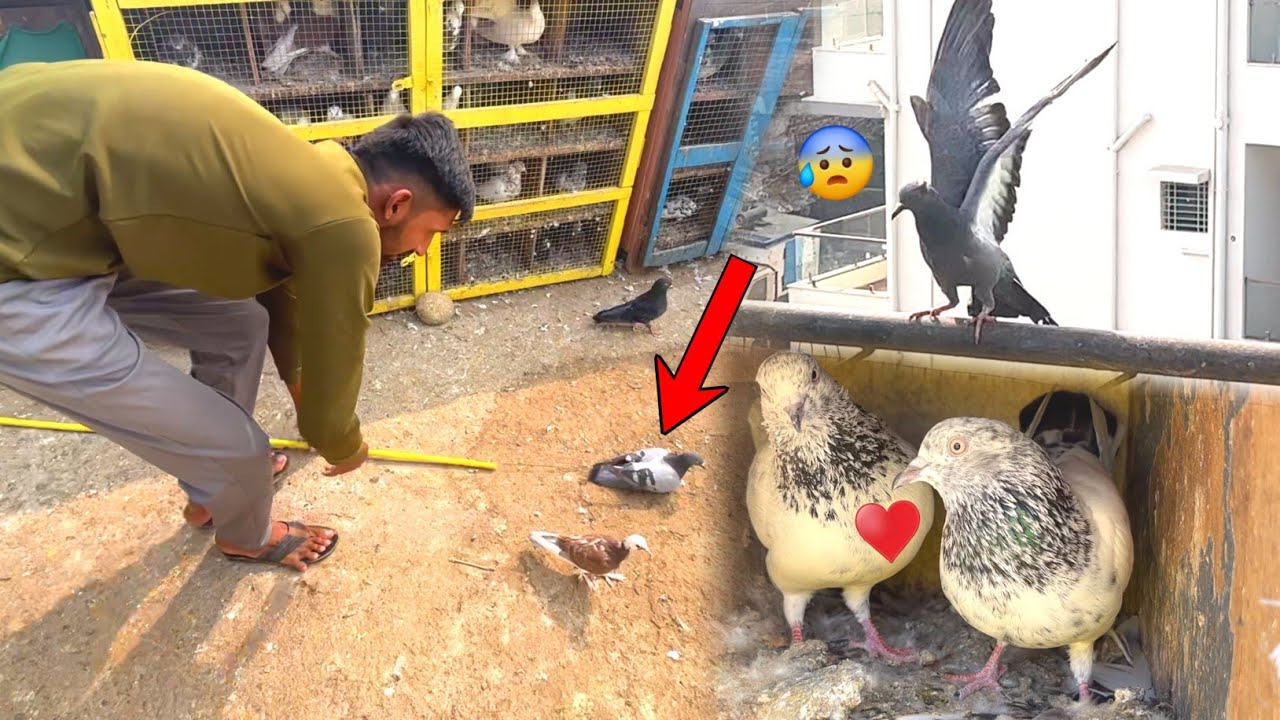 1 Kabootar Pakda Or Junglee K Pr Khol Diya ёящв Youtube