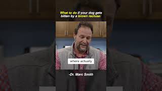 Dog Bitten by a Spider? Vet Tips by Marc Smith, DVM, MS
