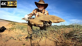 95cm Bronze Whaler Shark Caught at Durras North Beach | Drone Fishing 4K