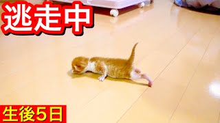 ミルク準備中にベッドから逃走する生後５日目の子猫。【保護猫】