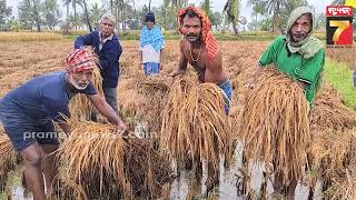 ଅଦିନିଆ ବର୍ଷାର ଡବଲ୍ ମାଡ଼ରେ ଚାଷୀର ଚିନ୍ତା ବି ଡବଲ୍,  କ'ଣ କରିବେ ଚାଷୀ ?| PrameyaNews7