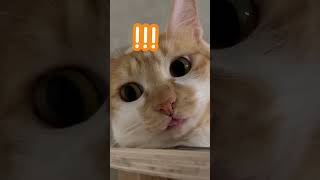 當！當！當！#貓咪日常  #貓咪  #cat  #catvideos  #喵星人  #貓  #雞腿 #橘貓 #pets  #貓咪的迷惑行為