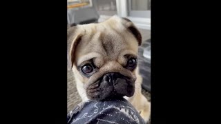 [パグ]最強の甘え方を覚えてしまったパグ汗 #膝にあご置き #パグ #pug #ぱぐ #퍼그 #哈巴狗 #子犬 #dog #犬猫 #ペット #赤ちゃん #baby #puppy #シェアのお願い🐶