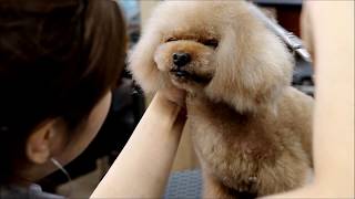 高橋舞　プードルのモコ　トリミングの様子　poodle trimming