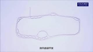 網上學堂2.1 繪畫高倍生物圖