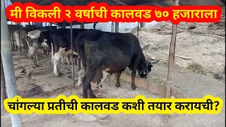 चांगल्या प्रतीची कालवड कशी तयार करायची? | How to grow hf cow calf ? | Feeding for cow calf