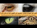 Horizontal vs. Vertical Pupils: What Animal Eyes Reveal About Survival! | Discovery Den