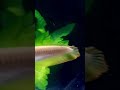 albino banana arowana