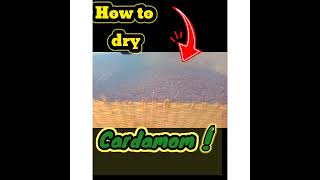 how to dry cardamom #shorts #youtubeshorts