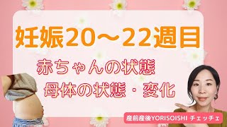 【妊娠２０・２１・２２週】赤ちゃんの状態、母体の状態・変化（シングルマザーだけど妊娠中　産前産後YORISOISHIチェッチェ）