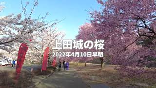 【信州上田】 ピンクと白の競演　上田城芝生広場の桜2022