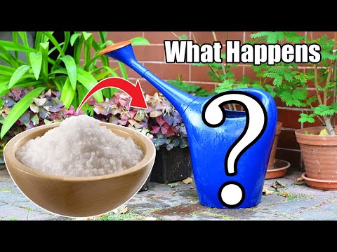 Why do plants need sugar?