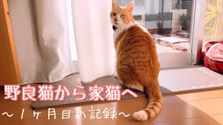 【野良猫から家猫へ】1ヶ月目の記録｜It has protected the stray cat｜100均ダイソーで猫の網戸対策