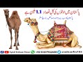 Camel In Pakistan | 1.1 Million Camel In Pakistan | Syed Adnan Noor | Beautiful Camel