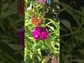 Dianthus Barbatus Plants with flowers/Butterfly#Short