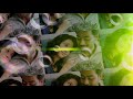 Aanandha thaandavam - Poovinai Tamil Lyric