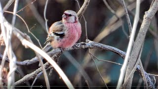 まだ居たベニマシコ (4K) / Long-tailed rosefinch was still there (4K)