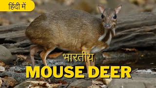 Mouse Deer - Ek Advut sa Prajati || Chevrotain Short Documentary || Wonderful Creatures || 2024