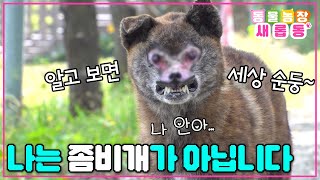 [#새롭동물농장] 외모로 판단❌ 역대급(?) 쉬운 구조에 감동🥹👍 엄~청 순한데 좀비개로 떠돌게 된 사연은? / EP.1197 #TV동물농장 #AnimalFarm #SBSstory