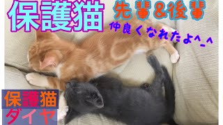 【保護猫】約ひと月違いの喧嘩ばかりの二匹が仲良くなったよー！添い寝する姿が可愛すぎる！