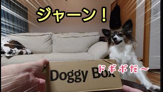 [Doggy Box] February issue will be opened Papillon dog