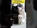 Котик грається cat cute кішка kitten коти кошеня kitte смішний котик грає catlover коти